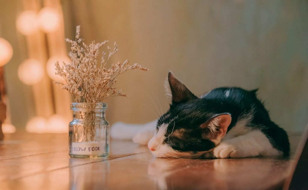 Cat snoozes on a table next to a mason jar with small flowers
